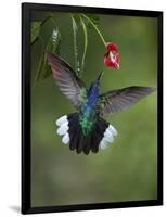 Caribbean, Costa Rica. Violet sabrewing hummingbird feeding.-Jaynes Gallery-Framed Photographic Print