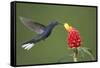 Caribbean, Costa Rica. Violet sabrewing hummingbird feeding-Jaynes Gallery-Framed Stretched Canvas