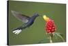 Caribbean, Costa Rica. Violet sabrewing hummingbird feeding-Jaynes Gallery-Stretched Canvas