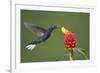 Caribbean, Costa Rica. Violet sabrewing hummingbird feeding-Jaynes Gallery-Framed Premium Photographic Print