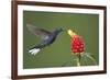 Caribbean, Costa Rica. Violet sabrewing hummingbird feeding-Jaynes Gallery-Framed Premium Photographic Print