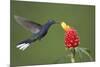 Caribbean, Costa Rica. Violet sabrewing hummingbird feeding-Jaynes Gallery-Mounted Premium Photographic Print