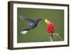 Caribbean, Costa Rica. Violet sabrewing hummingbird feeding-Jaynes Gallery-Framed Photographic Print