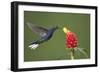 Caribbean, Costa Rica. Violet sabrewing hummingbird feeding-Jaynes Gallery-Framed Photographic Print