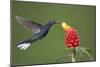 Caribbean, Costa Rica. Violet sabrewing hummingbird feeding-Jaynes Gallery-Mounted Photographic Print