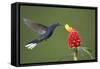 Caribbean, Costa Rica. Violet sabrewing hummingbird feeding-Jaynes Gallery-Framed Stretched Canvas