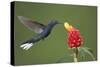 Caribbean, Costa Rica. Violet sabrewing hummingbird feeding-Jaynes Gallery-Stretched Canvas