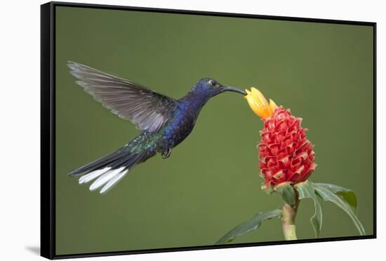 Caribbean, Costa Rica. Violet sabrewing hummingbird feeding-Jaynes Gallery-Framed Stretched Canvas