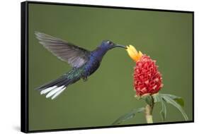 Caribbean, Costa Rica. Violet sabrewing hummingbird feeding-Jaynes Gallery-Framed Stretched Canvas