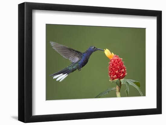 Caribbean, Costa Rica. Violet sabrewing hummingbird feeding-Jaynes Gallery-Framed Photographic Print