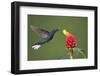 Caribbean, Costa Rica. Violet sabrewing hummingbird feeding-Jaynes Gallery-Framed Photographic Print