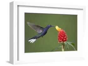 Caribbean, Costa Rica. Violet sabrewing hummingbird feeding-Jaynes Gallery-Framed Photographic Print