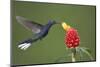 Caribbean, Costa Rica. Violet sabrewing hummingbird feeding-Jaynes Gallery-Mounted Photographic Print