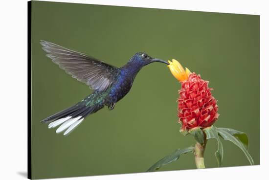 Caribbean, Costa Rica. Violet sabrewing hummingbird feeding-Jaynes Gallery-Stretched Canvas