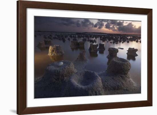 Caribbean flamingo abandoned egg, Yucatan, Mexico-Claudio Contreras-Framed Photographic Print