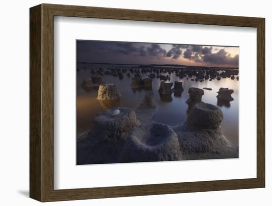 Caribbean flamingo abandoned egg, Yucatan, Mexico-Claudio Contreras-Framed Photographic Print