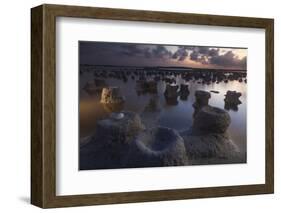 Caribbean flamingo abandoned egg, Yucatan, Mexico-Claudio Contreras-Framed Photographic Print