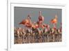 Caribbean flamingo breeding colony, Mexico-Claudio Contreras-Framed Photographic Print