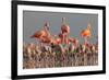 Caribbean flamingo breeding colony, Mexico-Claudio Contreras-Framed Photographic Print