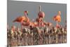 Caribbean flamingo breeding colony, Mexico-Claudio Contreras-Mounted Photographic Print