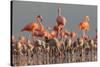 Caribbean flamingo breeding colony, Mexico-Claudio Contreras-Stretched Canvas