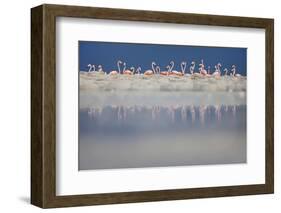 Caribbean flamingo breeding colony, Yucatan, Mexico-Claudio Contreras-Framed Photographic Print