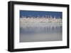 Caribbean flamingo breeding colony, Yucatan, Mexico-Claudio Contreras-Framed Photographic Print