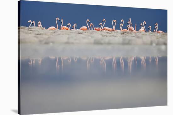 Caribbean flamingo breeding colony, Yucatan, Mexico-Claudio Contreras-Stretched Canvas