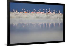 Caribbean flamingo breeding colony, Yucatan, Mexico-Claudio Contreras-Framed Photographic Print