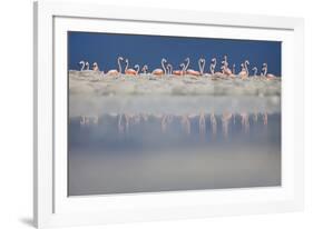 Caribbean flamingo breeding colony, Yucatan, Mexico-Claudio Contreras-Framed Photographic Print