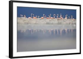 Caribbean flamingo breeding colony, Yucatan, Mexico-Claudio Contreras-Framed Photographic Print