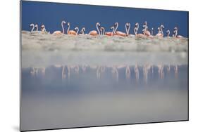 Caribbean flamingo breeding colony, Yucatan, Mexico-Claudio Contreras-Mounted Photographic Print