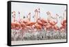 Caribbean Flamingo chick creche, Ria Lagartos Biosphere Reserve, Yucatan Peninsula, Mexico-Claudio Contreras-Framed Stretched Canvas