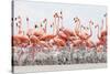 Caribbean Flamingo chick creche, Ria Lagartos Biosphere Reserve, Yucatan Peninsula, Mexico-Claudio Contreras-Stretched Canvas