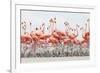 Caribbean Flamingo chick creche, Ria Lagartos Biosphere Reserve, Yucatan Peninsula, Mexico-Claudio Contreras-Framed Photographic Print