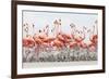 Caribbean Flamingo chick creche, Ria Lagartos Biosphere Reserve, Yucatan Peninsula, Mexico-Claudio Contreras-Framed Photographic Print