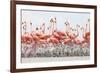 Caribbean Flamingo chick creche, Ria Lagartos Biosphere Reserve, Yucatan Peninsula, Mexico-Claudio Contreras-Framed Photographic Print