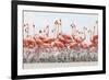 Caribbean Flamingo chick creche, Ria Lagartos Biosphere Reserve, Yucatan Peninsula, Mexico-Claudio Contreras-Framed Photographic Print