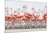 Caribbean Flamingo chick creche, Ria Lagartos Biosphere Reserve, Yucatan Peninsula, Mexico-Claudio Contreras-Mounted Photographic Print