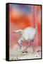 Caribbean flamingo chick exercsing wing, Mexico-Claudio Contreras-Framed Stretched Canvas