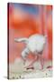 Caribbean flamingo chick exercsing wing, Mexico-Claudio Contreras-Stretched Canvas