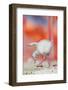 Caribbean flamingo chick exercsing wing, Mexico-Claudio Contreras-Framed Photographic Print