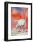 Caribbean flamingo chick exercsing wing, Mexico-Claudio Contreras-Framed Photographic Print