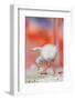 Caribbean flamingo chick exercsing wing, Mexico-Claudio Contreras-Framed Photographic Print