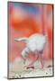 Caribbean flamingo chick exercsing wing, Mexico-Claudio Contreras-Mounted Photographic Print