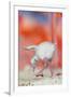 Caribbean flamingo chick exercsing wing, Mexico-Claudio Contreras-Framed Photographic Print