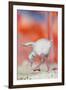 Caribbean flamingo chick exercsing wing, Mexico-Claudio Contreras-Framed Photographic Print