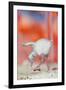 Caribbean flamingo chick exercsing wing, Mexico-Claudio Contreras-Framed Photographic Print