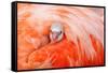 Caribbean flamingo chick peering from the wing of parent-Claudio Contreras-Framed Stretched Canvas