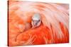 Caribbean flamingo chick peering from the wing of parent-Claudio Contreras-Stretched Canvas